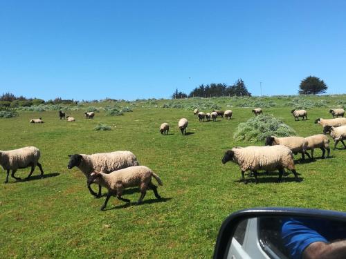 Animales en la casa o chalet o alrededores