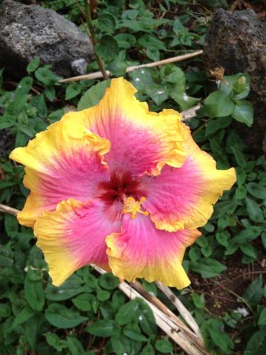 Simple Kona Guest House – Photos 3