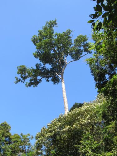 a tree in the middle of some trees at Sinharaja Kurulu Ella Eco Resort in Deniyaya
