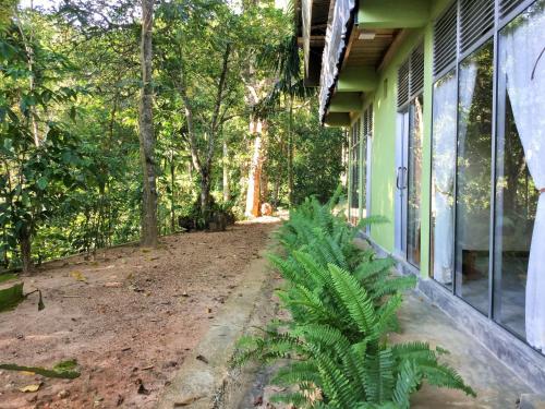 a green plant sitting outside of a house at Sinharaja Kurulu Ella Eco Resort in Deniyaya