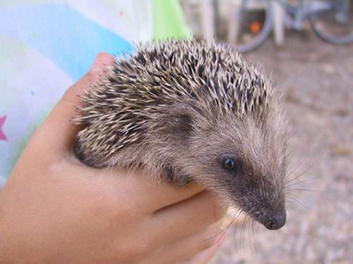 a hedgehog being held in a persons hand at Agriturismo La Torretta in Siena
