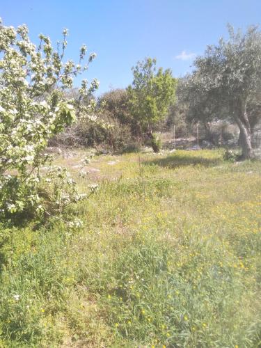 a field of grass with trees and a fence at LOUKIA'S HOUSE in Skala Kallirakhis