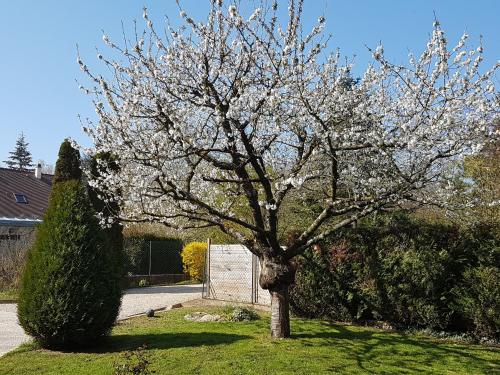 a tree with white flowers on it in a yard at Le Clos Magedon in Médan