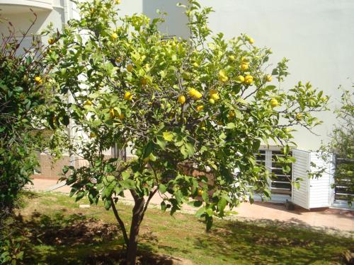 Gallery image of Elena's Holiday Home in Rafina