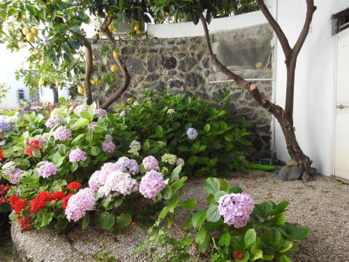 Gallery image of Villa Erade in Ischia
