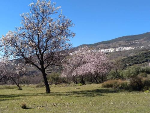 Φωτογραφία από το άλμπουμ του Castaño Real σε Atalbéitar