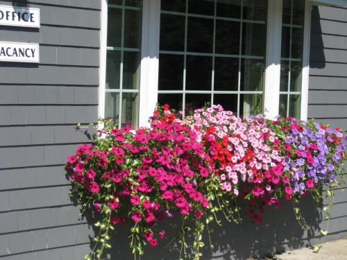 a window box filled with flowers in front of a window at Mid-Town Motel in Boothbay Harbor