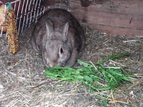 Animales en el departamento o alrededores