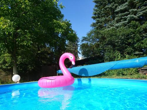 różowy flamingo pływa w basenie w obiekcie Ferienwohnung Knoche w mieście Żytawa