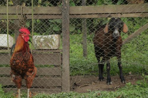 a chicken and a rooster standing next to a fence at HOTEL LA SELVA Reserva in La Vega