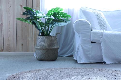 Seaview Cottage في Mokau: مزهرية بها نبات على الأرض بجوار الأريكة