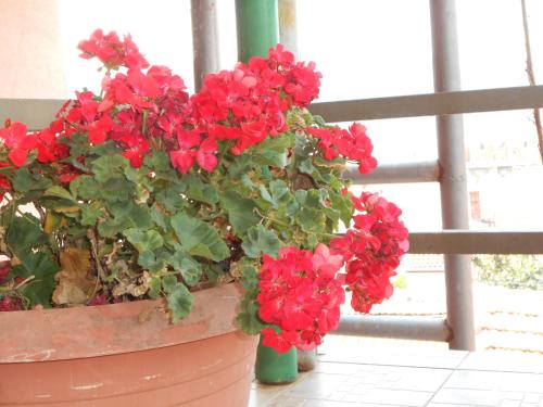 two red flowers in a pot next to a window at Apartments & Hostel Zdrava Hrana in Mostar