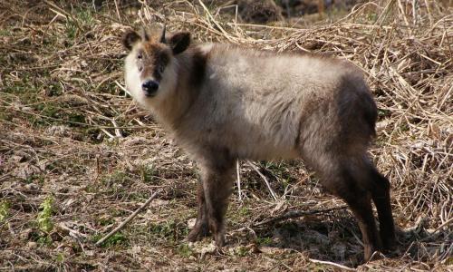 a animal standing in the grass in a field at Shinshu Wakaho Gibier B&B in Nagano
