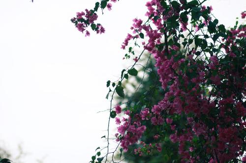 a bunch of purple flowers hanging from a plant at Ven Ven Hotel in Ho Coc
