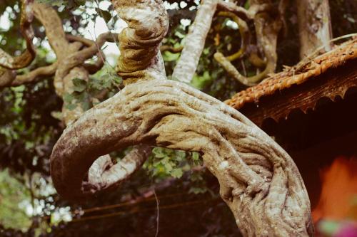 a close up of a tree with its roots at Ven Ven Hotel in Ho Coc