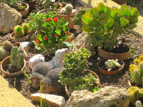 a group of potted plants in a garden at Lirma B&B in Cefalù