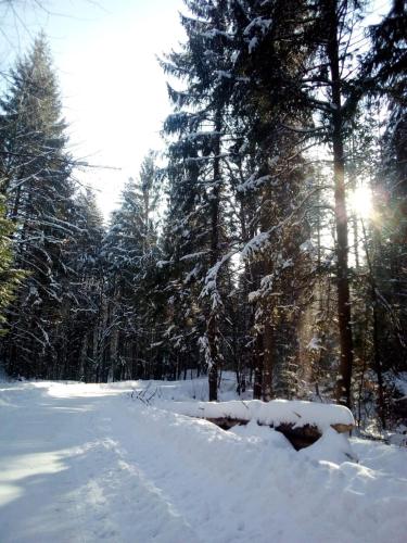 a snow covered road in a forest with trees at Pensiunea La Poarta Bucovinei in Suceava