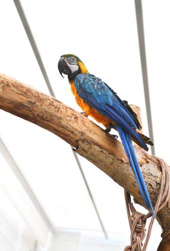 a blue and orange bird sitting on a branch at B&B Trullo Barbagiullo in Cisternino