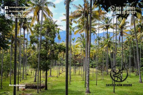 a group of palm trees in a field of grass at Davis Farm House in Marayoor
