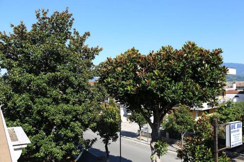 two trees on the side of a street at B&B Le Magnolie in Amorosi