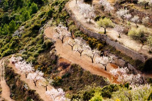 an overhead view of trees with white flowers on a hill at La Covarxella in Culla