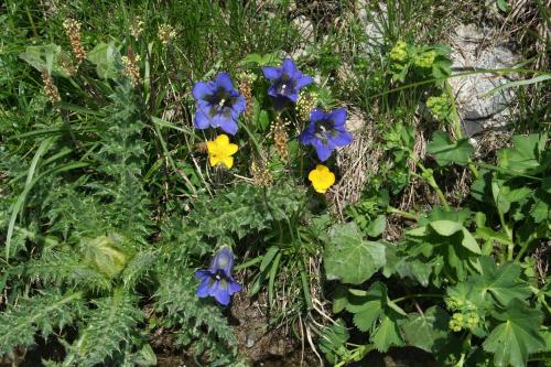 a group of blue and yellow flowers in the grass at BnB Claudy et Elizabeth Michellod-Dutheil in Le Châble