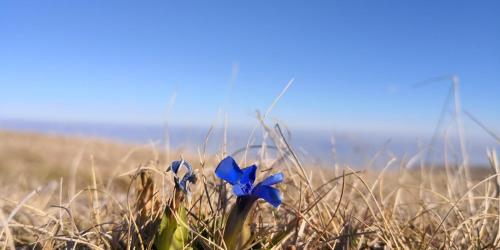 two blue flowers in a field of tall grass at Koliba Pčelica 1-SPA in Bijelo Polje
