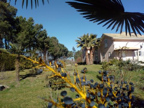 マングァルデにあるCasa do soitoの木々と植物の家の景色