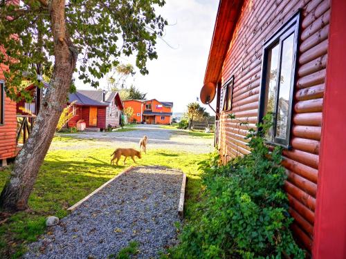 a dog walking next to a red house at Cabañas Kompatzki in Ancud