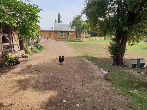 a chicken and a cat walking down a dirt road at Rosendale Stables in New Norfolk