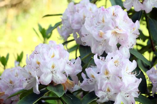 a bunch of pink flowers with green leaves at Jardin de Carrejo in Cabezón de la Sal