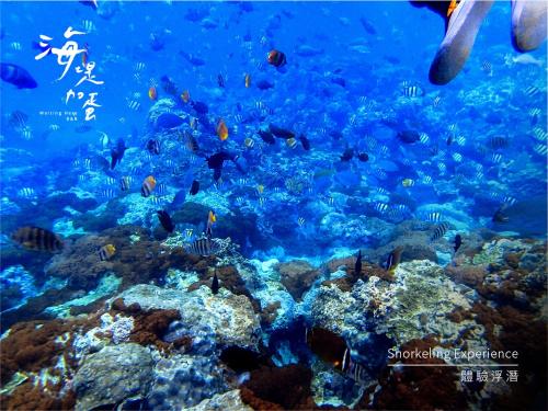 a school of fish on a coral reef at Waiting Here B&B in Green Island