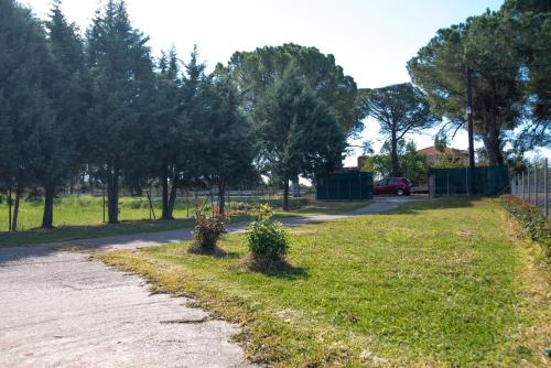two plants in the grass next to a road at VILLA ELENI in Zakharo