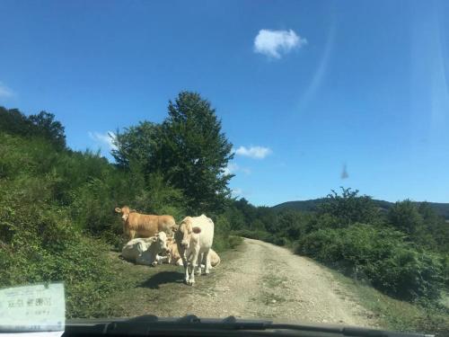 a group of cows walking down a dirt road at Casa Rural Teodoro Barrio in Aribe