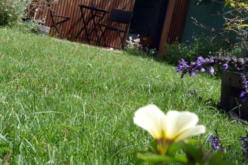 a white flower in the grass in a yard at L'Orée du Maïdo in Le Guillaume