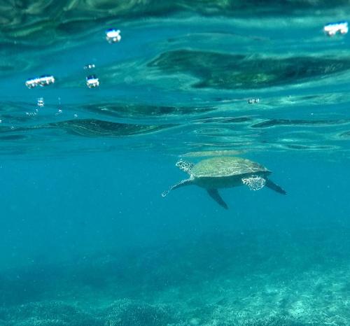 Gallery image of Lobster Inn in Trincomalee