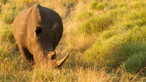a brown cow grazing in a field of grass at African Ambience Guest House in St Lucia
