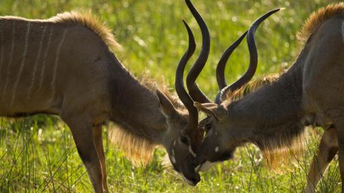 two antelopes standing in a field of grass at African Ambience Guest House in St Lucia