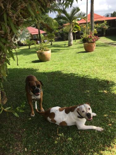two dogs laying in the grass in a yard at Le bungalow des bougainvilliers in Ducos