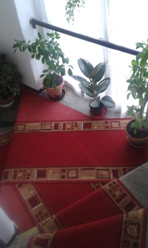a living room with potted plants on the floor at EKO-penzion Hamry in Žiželice