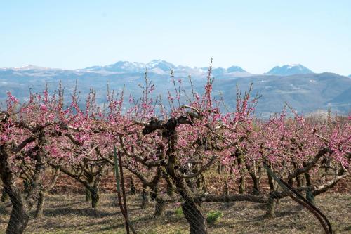 a row of trees in a field with pink flowers at Girelli Sorelle in Bussolengo