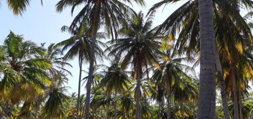 a group of palm trees standing next to each other at Pousada Villa del Lótus in Itarema