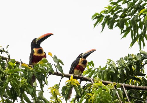 two birds perched on top of a tree branch at Paradiselodge Casa Romantica in Platanillo