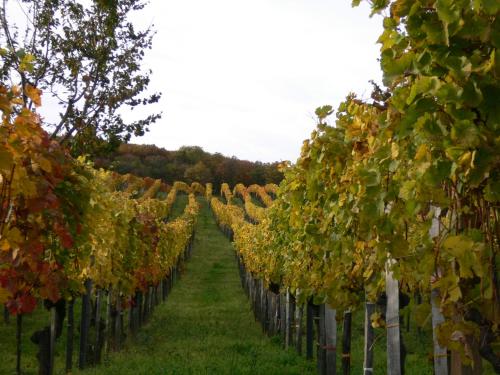 a row of grape vines in a field at Gästehaus Anita in Breitenbrunn