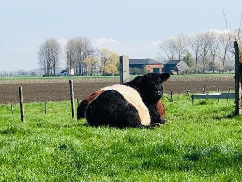 czarno-biała owca siedząca na trawie w obiekcie Slapen bij de Zeeuwse Lala w mieście IJzendijke