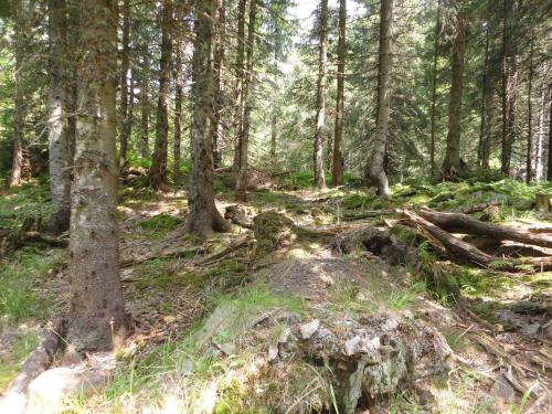 a trail in the woods with trees and grass at Hotel Diana in Feldberg