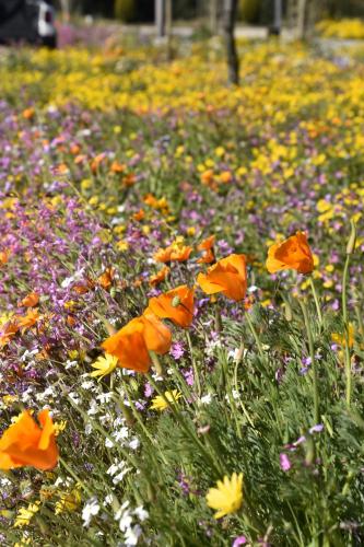 a field of colorful flowers in a park at B&B El Ranxo in Franciach