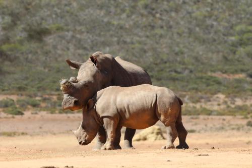 two rhinos standing next to each other on a dirt field at Indalu Game Reserve in Boggomsbaai