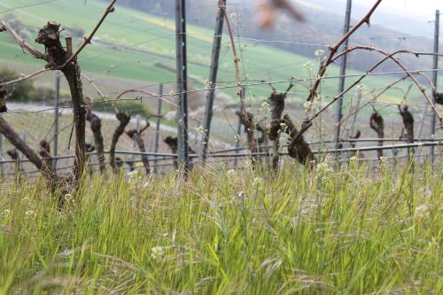 a barbed wire fence with a field in the background at Ferienwohnung Zu den Weinbergen in Traustadt