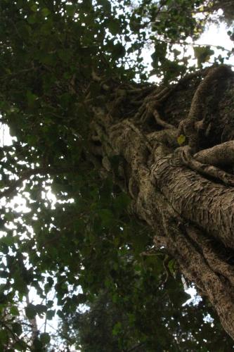 a close up of the branches of a tree at Locanda Dei Baroni - Antica Dimora in Camaldoli